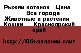 Рыжий котенок › Цена ­ 1 - Все города Животные и растения » Кошки   . Красноярский край